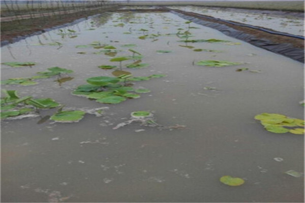 水厂养殖土工膜的挑选